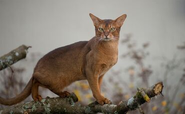 сибирская трехцветная кошка: Американская короткошёрстная, 1 год, Мальчик, Рыжий, Приучена к лотку, Проглистована, С документами
