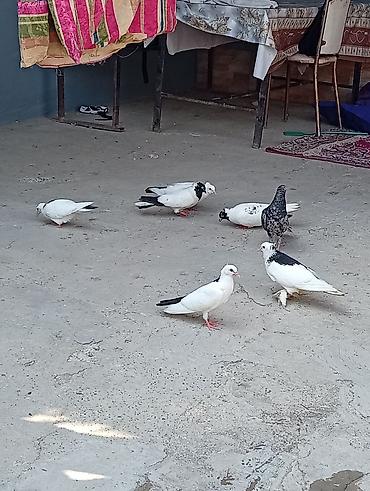 bala quzu: Tam sağlam quşlardi 2 cüt 2 bala 1 tək əbrəş hər iki cütün altında 2 — 1