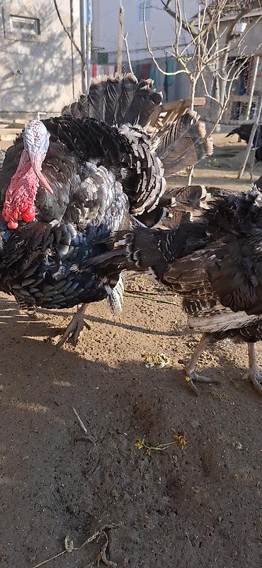 Hinduşka: Erkək, Amerika, Damazlıq, Ünvandan götürmə, Ödənişli çatdırılma — 7