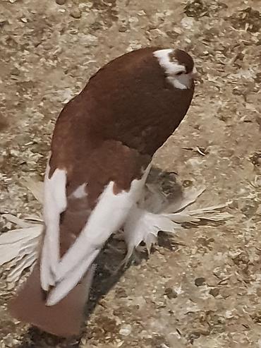 Pişiklər: Pişiklər -da lalafo.az — 10 Pişiklər: Pişiklər — 10