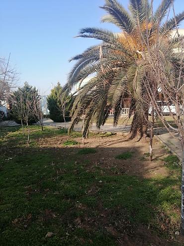 lan: Bağban, 44 yaş, 5 ildən artıq təcrübə — 4