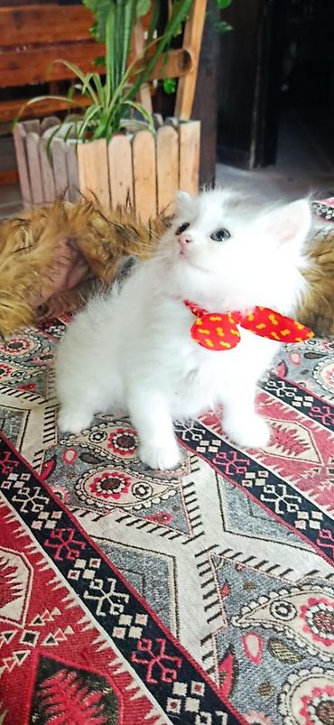Pişiklər: Şinşilla, Dişi, Erkək — 2