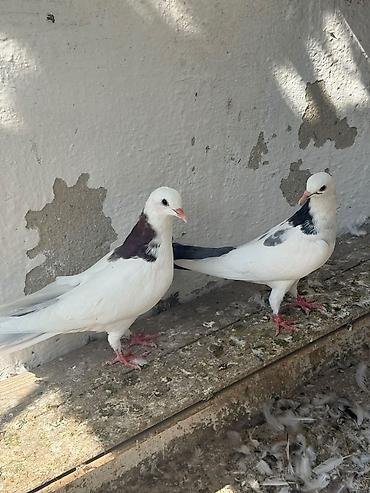 geref qus: Cavan quslardi goy boyun mayadi mor erkey olmalidi — 4