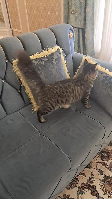 Pişiklər: Meyn-kun, Erkək — 9