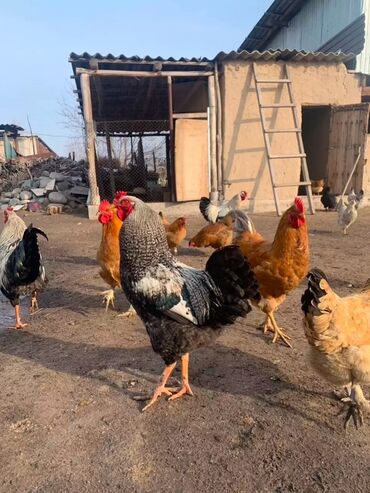 бу кровати детские: Свежие куриные яйца, представленные в двух натуральных оттенках