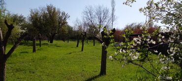 Həyət evləri və villaların satışı: Goranboy r-nu Nizami kəndi ( Gəncədən 15 km) 3 otaqlı ev ( böyük otağı -da lalafo.az — 9 Həyət evləri və villaların satışı: Goranboy r-nu Nizami kəndi ( Gəncədən 15 km) 3 otaqlı ev ( böyük otağı — 9