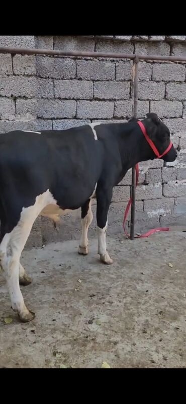 simmental inəklər: Holşteyn tipli qara-ağ inək - Rəng: qara üstündə ağ ləkələr, ağ