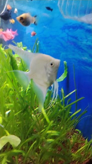 aqvarium: Akvaryum üçün ağ/kremsi rəngdə Skalyar (angelfish) - Növ — 1