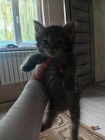 кошки бишкек: Отдам котят в хорошие добрые руки.Кушают всё подряд,к лотку — 1