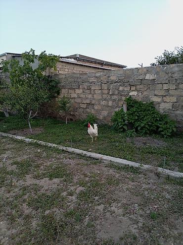 qus sesleri: Salam xoruz və ördək lər satılır hamısı 60 manatdır xoruz 8 ay — 7