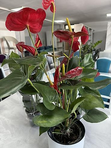 Антуриумы: Антуриум (Anthurium) в горшке - Компактный куст с плотными глянцевыми — 13