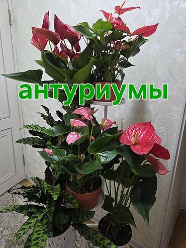 Антуриумдар: Антуриум Андре (красно-бордовые покрывальца) в горшке. - Эффектное — 10