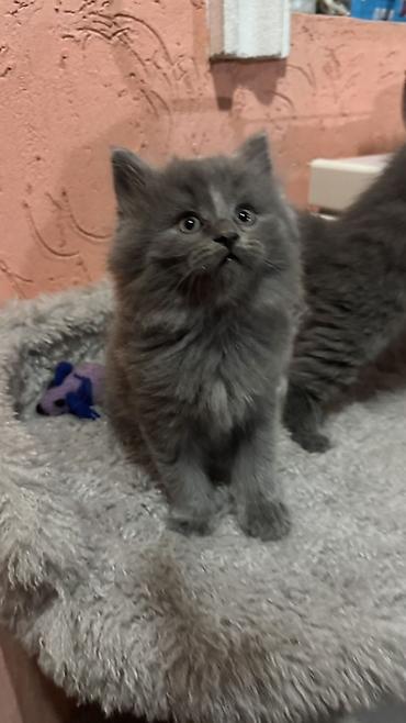 котенок скотиш страйт: Скотиш Страйт (Шотландская прямоухая), 2 месяца, Мальчик, Серый, С прививками — 1
