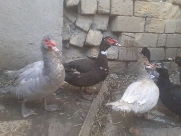 Ördəklər: Lavanda balaları – ördək cücələri Məhsul təsviri: - Şəkillərdə olan — 10