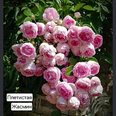 Дом и сад: Плетистые розы (сорта на выбор): Цезарь, Роз де Толбияк, Герцогиня — 6