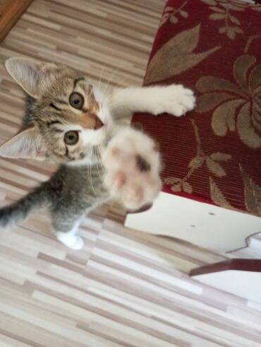 персидский кот цена: Отдам в добрые, хорошие руки котенка, ей 2 месяца. Очень чистоплотная