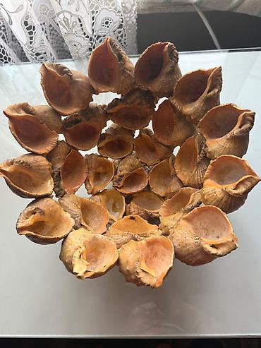 gül: 🐚 Təbiətin gözəlliyi və zərif dizaynın möhtəşəm vəhdəti! Təbii dəniz — 2
