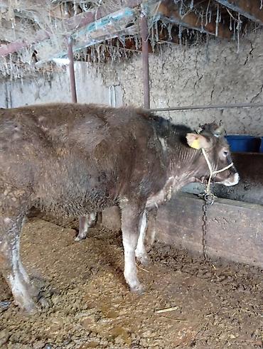 Коровы, быки: Продаю | Бык (самец) | Полукровка | На откорм | Привязанные — 2