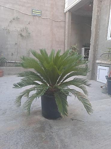 limon yağı qiyməti: Satılır. 250 AZN — 1