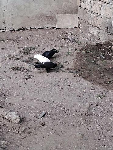 eşşək qiyməti: Hami bahali quslardi hamisini baha almisam sadece baska yere gedirem — 3