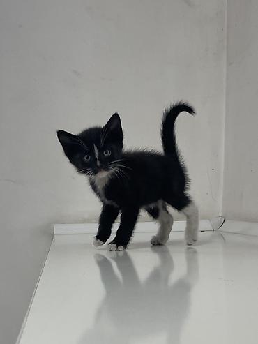 кошка черная: Котята в добрые руки! Им около месяца, скорее всего мальчики, пока — 3