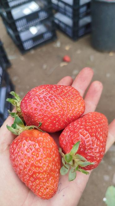 Помидоры: Помидоры Сливки — 7