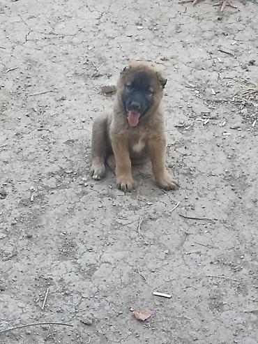balaca ag itler: Qafqaz çoban iti, Peyvəndli — 2