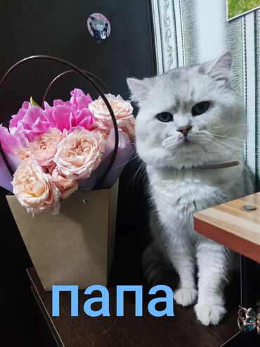 товары для кошек: Отдам котят в хорошие руки. папа скоттиш страйт. мама вислоухая