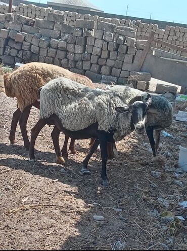 Inəklər, öküzlər: Dişi, Romanov, il: 3, Damazlıq
