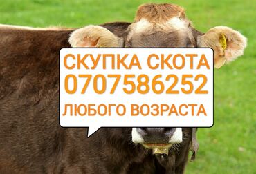 продаю козла: Куплю | Лошади, кони, Коровы, быки | Круглосуточно, На откорм, Любое состояние