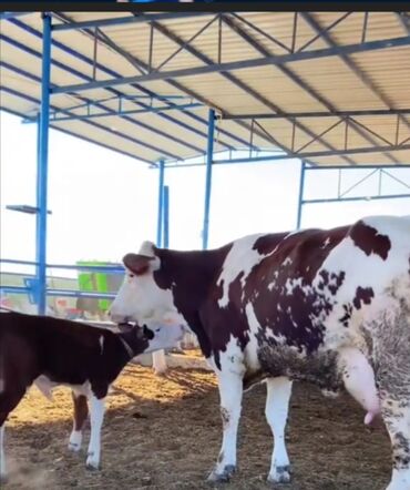 simmental inəklər: Самка, Simental, лет: 3, 600 кг, Платная доставка