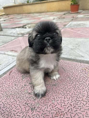 İtlər: Pekines — 9