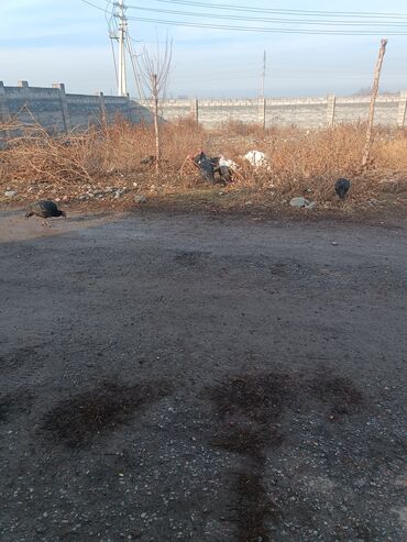 Индюки: Продаю | Индюшка (самка) | Черный принц | Для разведения | Племенные — 6