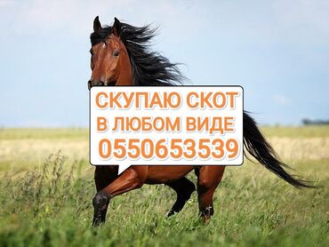 считыватель паспортов купить бишкек: Куплю | Коровы, быки, Лошади, кони, Другие с/х животные | Круглосуточно, Любое состояние, Забитый