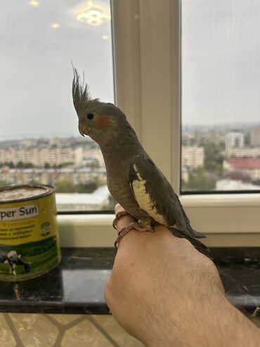 Tutuquşları: Erkək Korella papuqayı satılır Dekabrın 1-i doğulub Boz rəngi və — 5