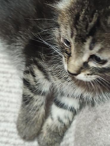 Продажа кошек: Котята домашние - На фото — пушистые котята серого и дымчатого окраса — 12