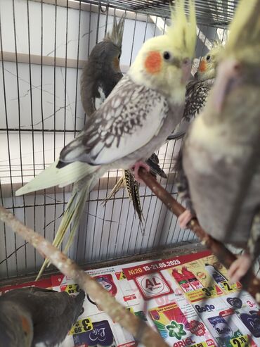 Tutuquşları: Korella hazir quşlar perlovka