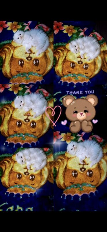 Pişiklər: Şinşilla, Dişi -da lalafo.az — 9 Pişiklər: Şinşilla, Dişi — 9