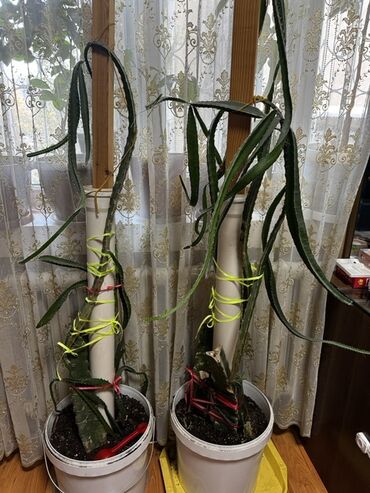 купить большие комнатные растения: Домашние лианы-холцеи (кактусовые) — крупные ампельные растения в