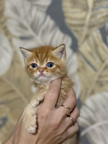 сколько стоит кролик домашний: Британская короткошёрстная, 1 месяц, Мальчик, Золотая шиншилла, Приучена к лотку