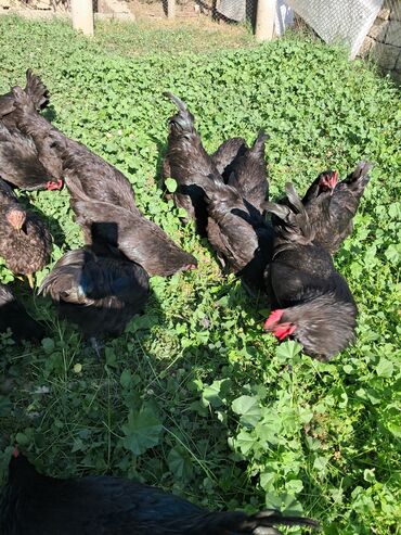 шотландский вислоухий котенок: Avstrolop Alman Cinsi. 8 ayliq xoruzlar satilir lalafo.az -da шотландский вислоухий котенок: Avstrolop Alman Cinsi. 8 ayliq xoruzlar satilir