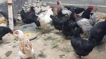 Куры, петухи: Продаю | Куры, Петух, Цыплята | Домашняя | На забой, Для разведения, Несушки — 3