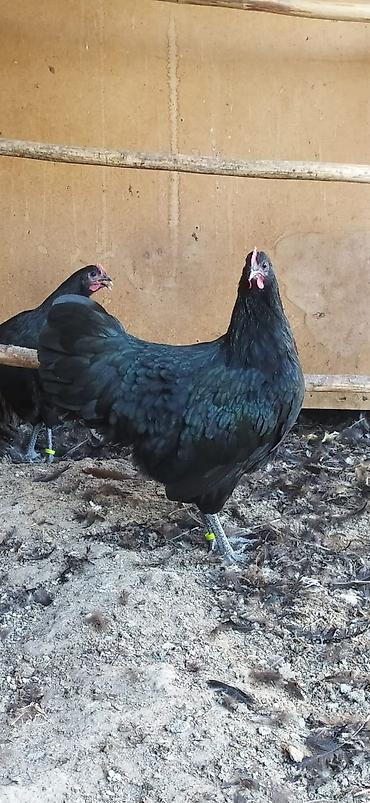 it satisi 2020: Australorp Alman cinsi cücə 4.50 və yumurta 2.50 — 4