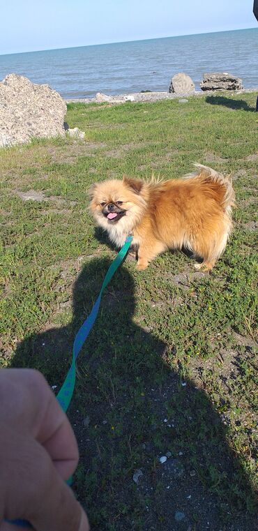 Gəmiricilər: Pekines, 2 il, Dişi, Peyvəndli, Ödənişli çatdırılma, Rayonlara çatdırılma