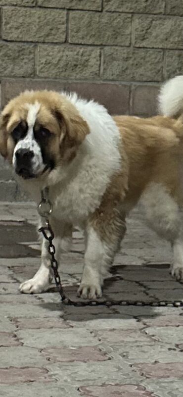 Собаки: Продаю Собаку Московский Сторожевой Кабель 8 месяцев