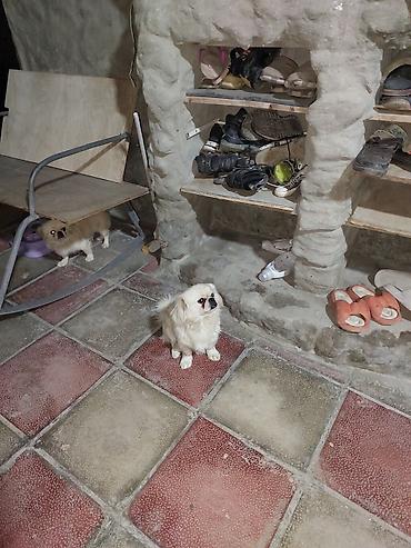 heyvan yeml: Pekines — 2