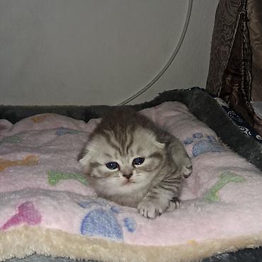 Pişiklər: Şinşilla, Dişi -da lalafo.az — 9 Pişiklər: Şinşilla, Dişi — 9