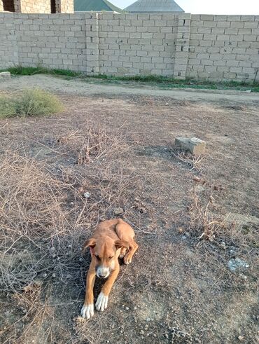 pidbul balası: Pitbull bayçovi İt balası – qəhvəyi rəngdə, sinə və pəncələrində ağ