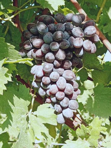 Şitillər: Üzüm tingləri – müxtəlif süfrə sortları Təsvir: - Seçmə süfrə üzüm — 5