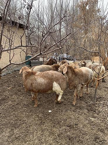 Баран, овца: Продаю | Баран (самец) | Арашан | Для разведения — 3